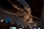 Velká kostra velryby. Asi nejúžasnější věc z celého muzea.
