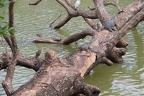 Rodinka varan, želva, Indian pond heron (Volavka hnědohřbetá) a lžičák bílý (bílá kachna :))