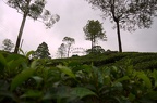 Při cestě čajovými plantážemi oblasti Labookellie, blízko Nuwara Eliya.