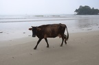 Kráva na pláži.