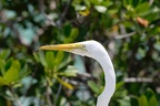 Volavka bílá. V pozadí mangrovníky a azurové karibské moře :)