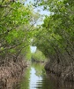 Proplouvání mangrovníky u Everglades