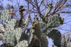 Kaktusy u Mui Ne.