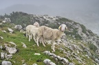 Ghoštové (když je nouze nejvyšší) jinak taky známé jako ovce (nedílná součást Bivaku IV :)