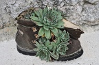Dosloužená bota se může použít i jako květináč :)