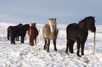 Icelandic horses - ride them, use them and ... eat them