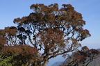 Tropické koruny stromů v nadmořské výšce kolem 2000mnm.