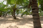 Palmové zahrady se zelenými kokosy.